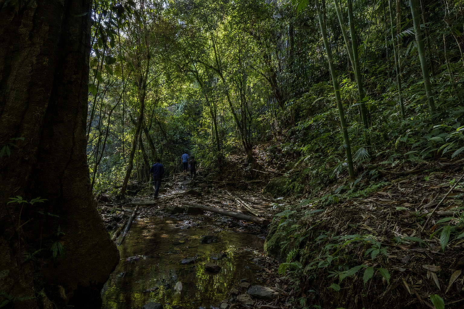 Forest stewards working beside a narrow community-managed path through evergreen and bamboo forest