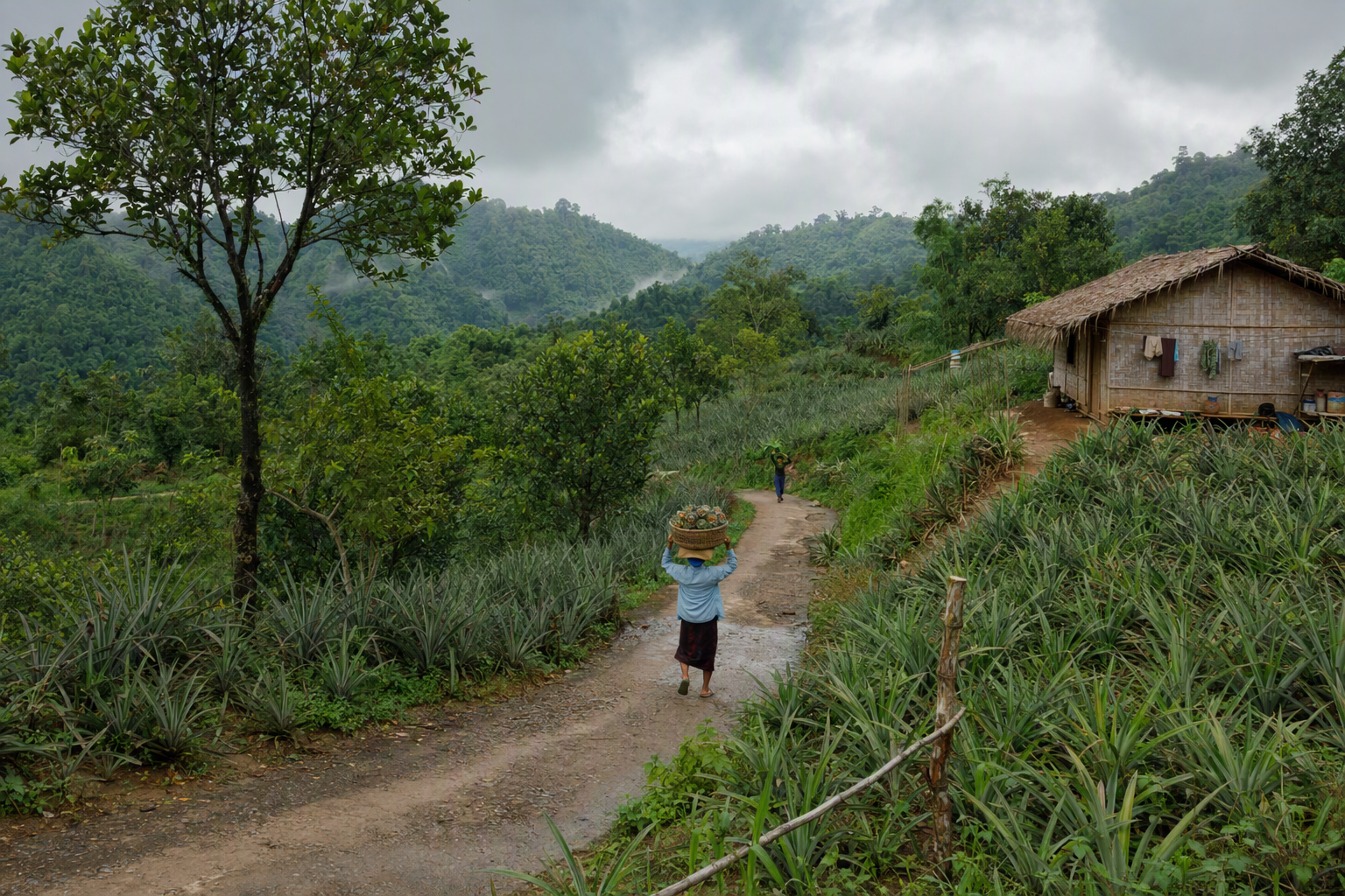 Khagrachari valley with pineapple plots, bamboo houses and a winding rural road